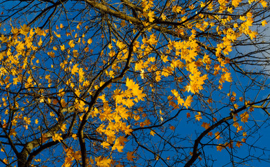 Autumn park in St Petersburg, Russia