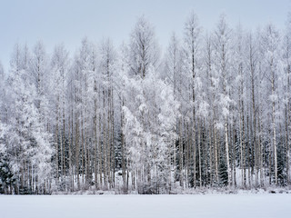 Christmas forest background