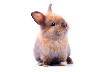 Obraz premium Little rabbit, cute ears, sitting on a white background