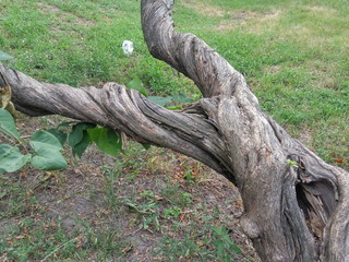 Fototapeta na wymiar Twisted tree