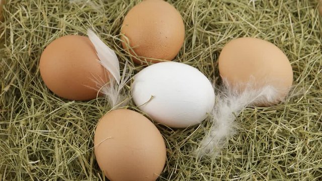 Raw eggs lie on a dry straw, background