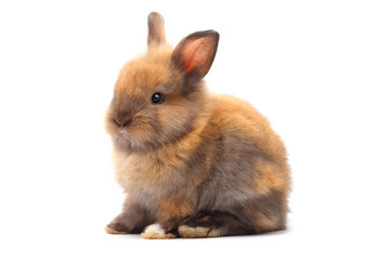 Obraz premium Cute little rabbit, brown fur Sitting on a white background