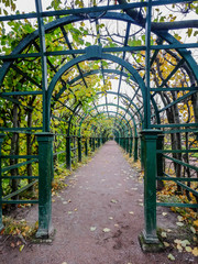 Tree tunnel at autumn