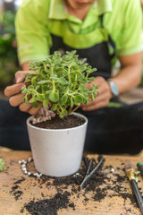 Vertical photo of gardener decorate the plants in the white pot