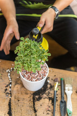 Gardener using can water the green plant on the flowerpot