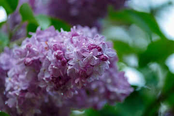 Spring branch of blossoming lilac on the green background