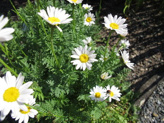Blühende weiße Wucherblume im Garten