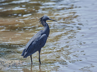 Black heron (Egretta ardesiaca)