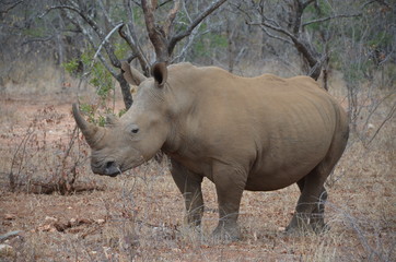 Breitmaul Nashorn - Rhino - Safari - Südafrika