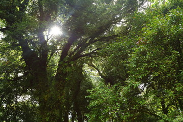 sunlight throught green moss on nature tree of greenery rainforest jungle