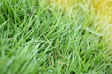 water dew drop on green grass garden