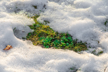 Thaw, snow and ice melt, sun, light and spring return, grass comes out, close up
