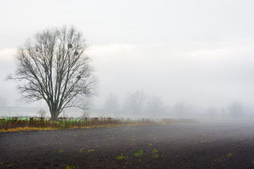 mgła na polu, jesień