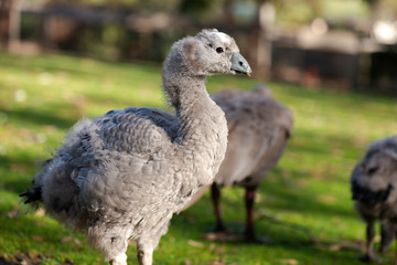 Cape Barren Goose and Geese