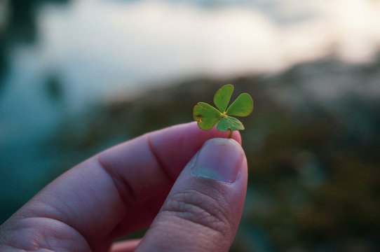 Green Tiny Four Leaves