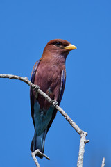 Broad-billed roller (Eurystomus glaucurus)