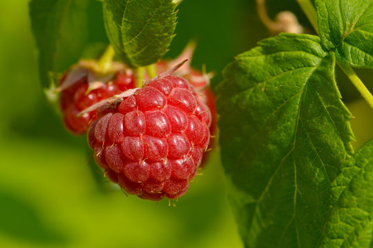 Reife Himbeeren an einem Strauch