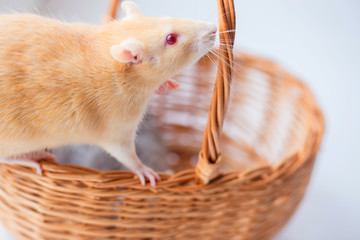 The red decorative rat with red eyes smells a wattled basket