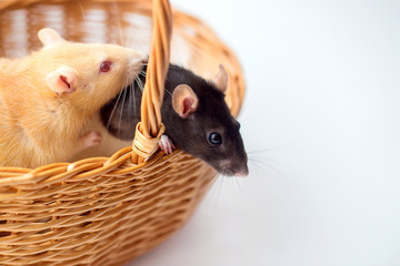 Two decorative rats sit in a wicker basket on a white background. Symbol of year