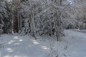 Snow path in sunny forest near Vrabce village