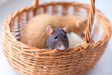 The gray rat a dam looks out of a wattled basket. Symbol of year 2020