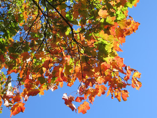 autumn leaves against blue sky