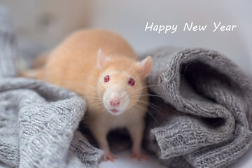 The red decorative rat with red eyes sits in a knitted gray sweater. Inscription Happy New Year