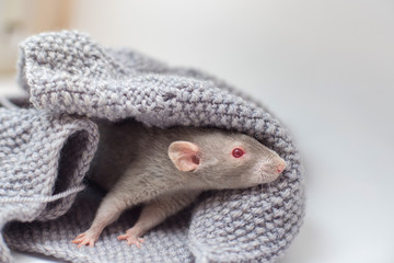 The gray decorative rat Cornysh with red eyes sits in a knitted gray sweater. Year of a rat