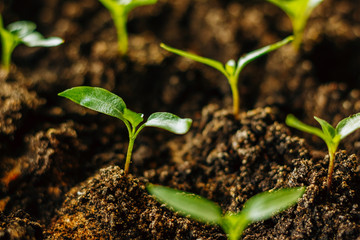 Seedlings of pepper in the closed ground on seedlings