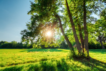 Sun in branches with green foliage of an oak tree in a summer field. Landscape