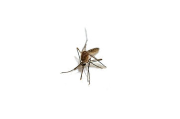 Mosquito. Close up a Mosquito sucking human blood