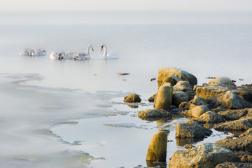 łabędzie, morze zimą © VinyLove Foto