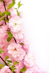 Beautiful pink almond blossoms on white background.