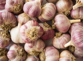 Fresh garlic closeup. Pile of garlic heads. Garlic heap. Background of garlic.