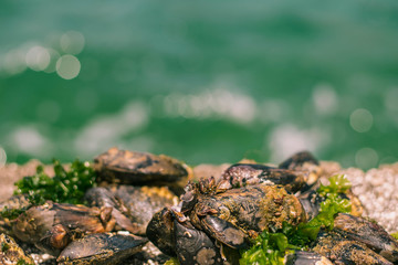 Sea shells stand on а rock near the blue sea.
