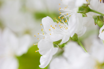Beautiful blooming cherry blossoms close up.