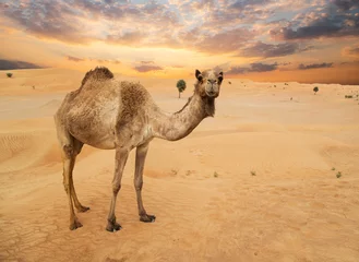Gordijnen Midden-Oosten kamelen in een woestijn, Verenigde Arabische Emiraten. © Lukas Gojda