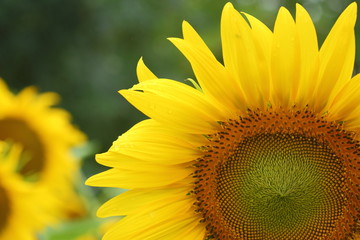 beautiful sunflower blooming in the morning day of springtime