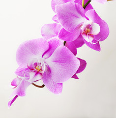 Naklejka na ściany i meble Orchid flower at for postcard beauty and agriculture idea concept design