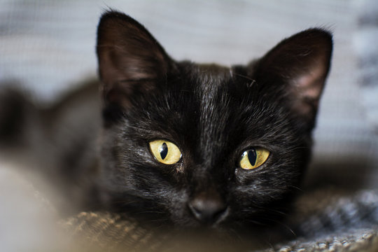 Il musetto di una gattina nera di tre mesi che ti guarda con occhi curiosi