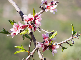 In the frame the blossoming almond tree branches, the background blurred. Almond flowers on blue sky.