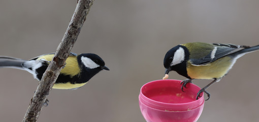 A couple of Big titmouses ...Eating one by one ....jpg