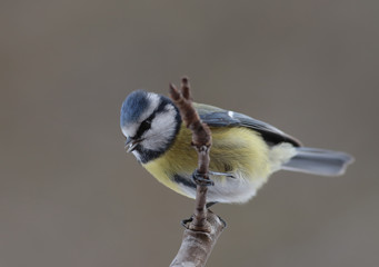 Portrait of a little blue tit , которая sittingon a branch on a brown blurred background.