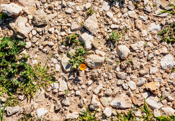 Landscaping background. Spring flower in the rocks.