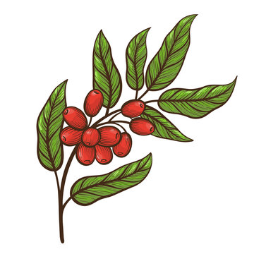 Coffee tree branch with leaves and beans. Colorful vector illustration.