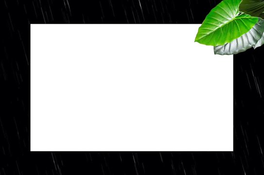 Feuilles exotiques et cadre
