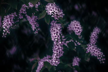 Delicate pink inflorescences bird cherry flower branch Prunus padus on a blurry dark background. Copy space. Spring nature. Soft focus. Low key toned