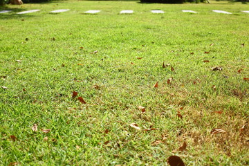 green grass turf in garden