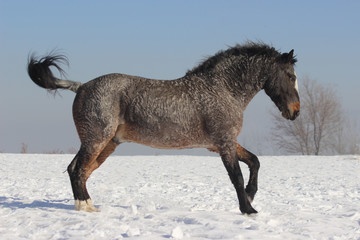 Fototapeta na wymiar american curly horse breeding stallion running around and playing in the snow in winter