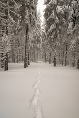 Fototapeta na wymiar snowshoes steps on snow in winter forest